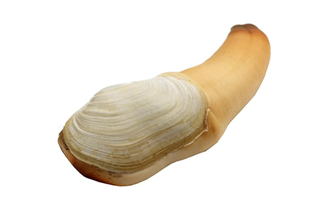 geoduck 3